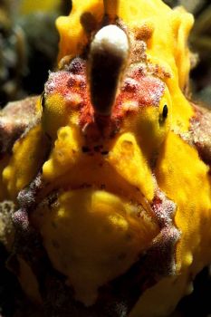 Frogface taken with MMIII macro in 5m of water next to th... by John M Akar 